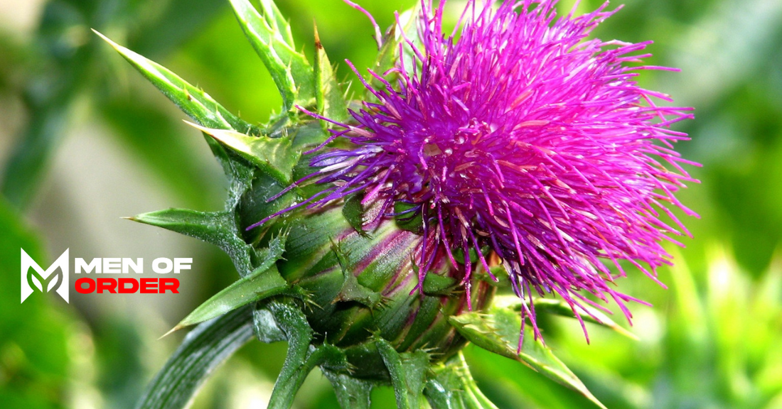 holy thistle
