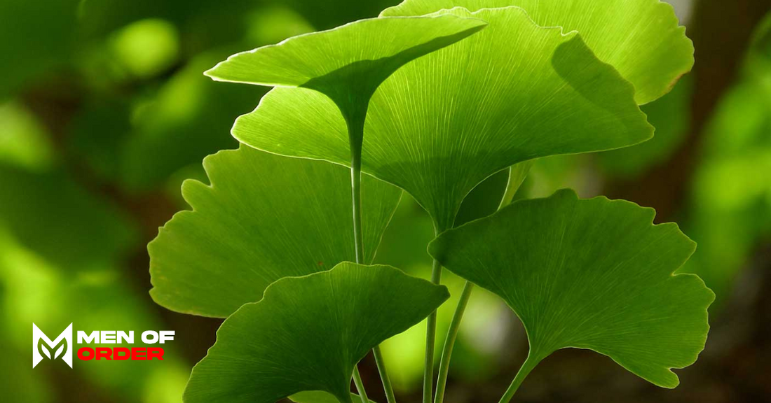 ginkgo biloba