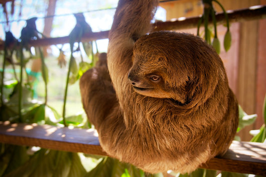 Sloth in a tree