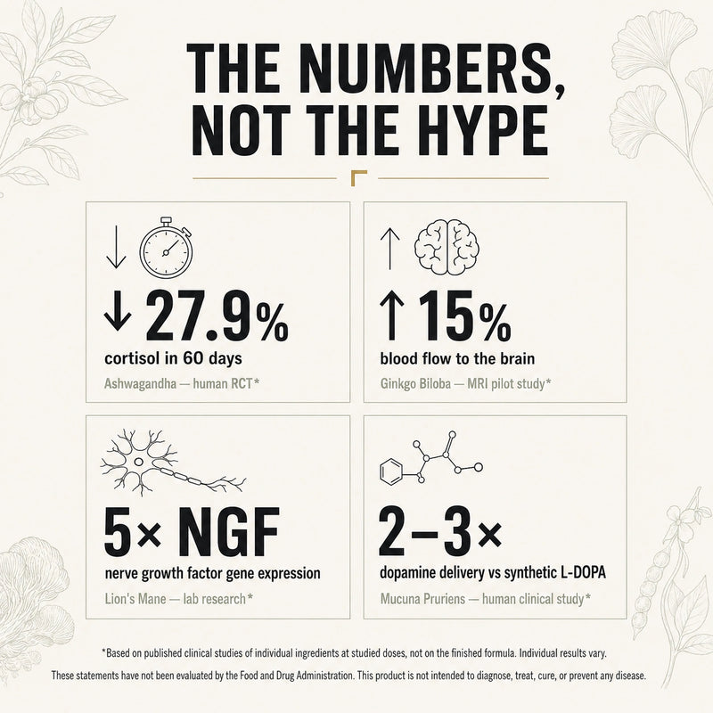 FLOW focus supplement ingredients Mucuna Pruriens, Lion's Mane, Ashwagandha, and Ginkgo Biloba