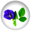 Blue Butterfly Pea