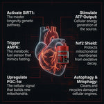chrg energy support science infographic — thumbnail 4