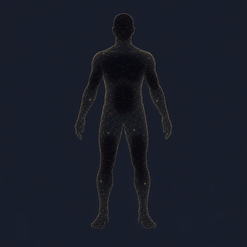 Human body energy grid dimming across brain, muscles, and metabolism — the low energy symptoms men over 40 feel when mitochondria decline.